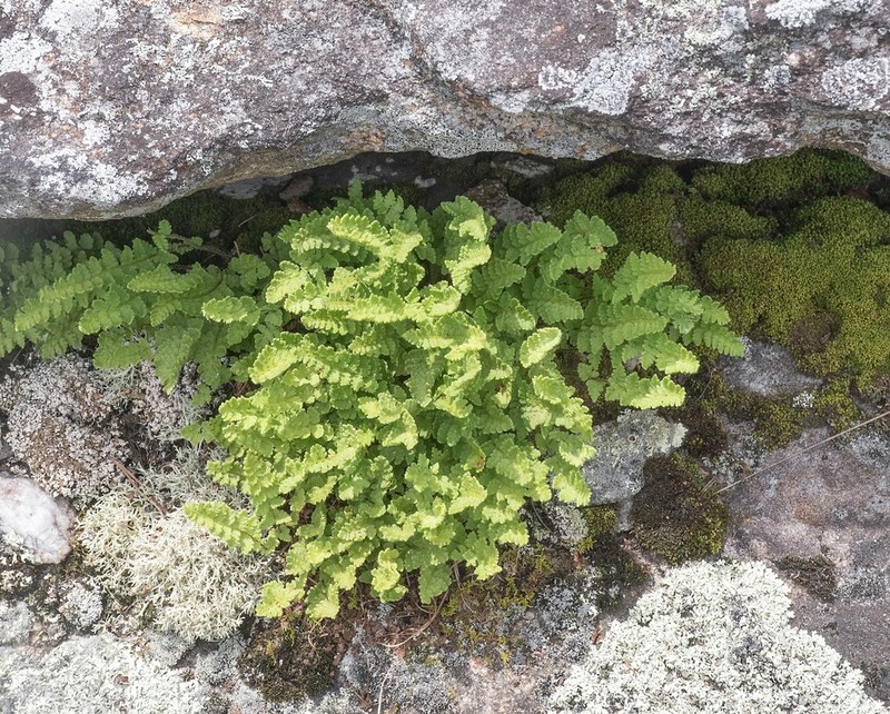 Appalachian Cliff Fern photo 7