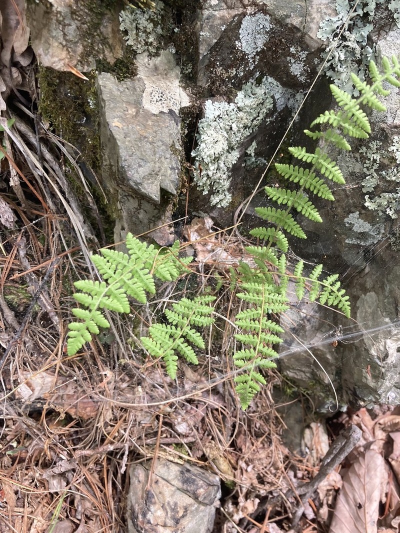 Appalachian Cliff Fern photo 8