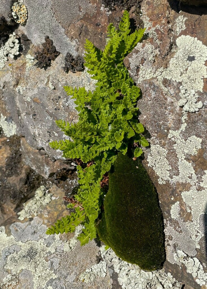Woodsia asiatica