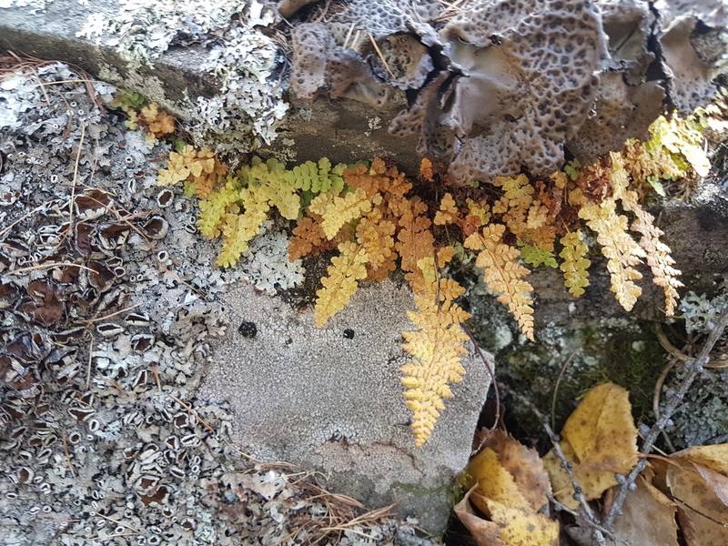 Woodsia asiatica photo 2