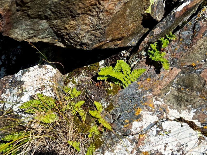Woodsia asiatica photo 4