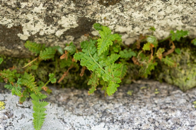 Woodsia asiatica photo 5