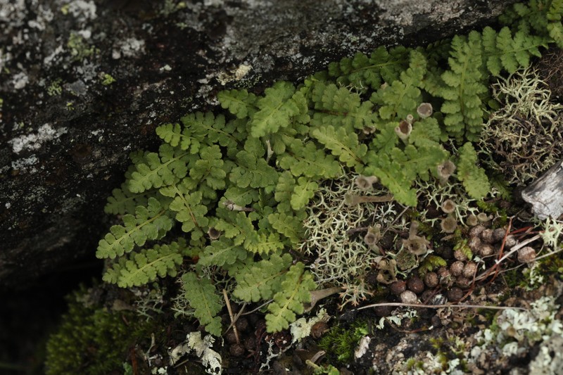 Woodsia asiatica photo 8