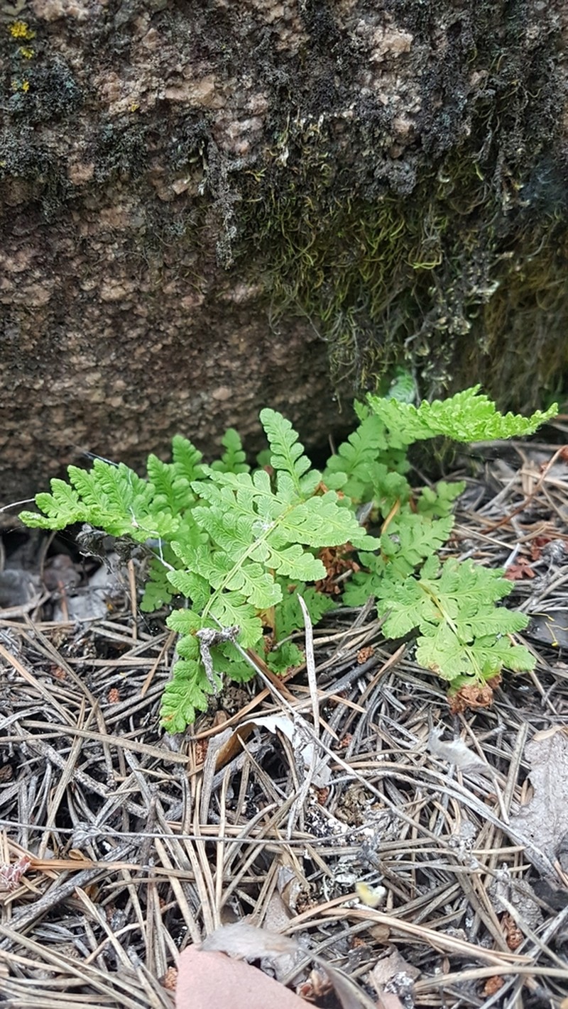 Woodsia calcarea