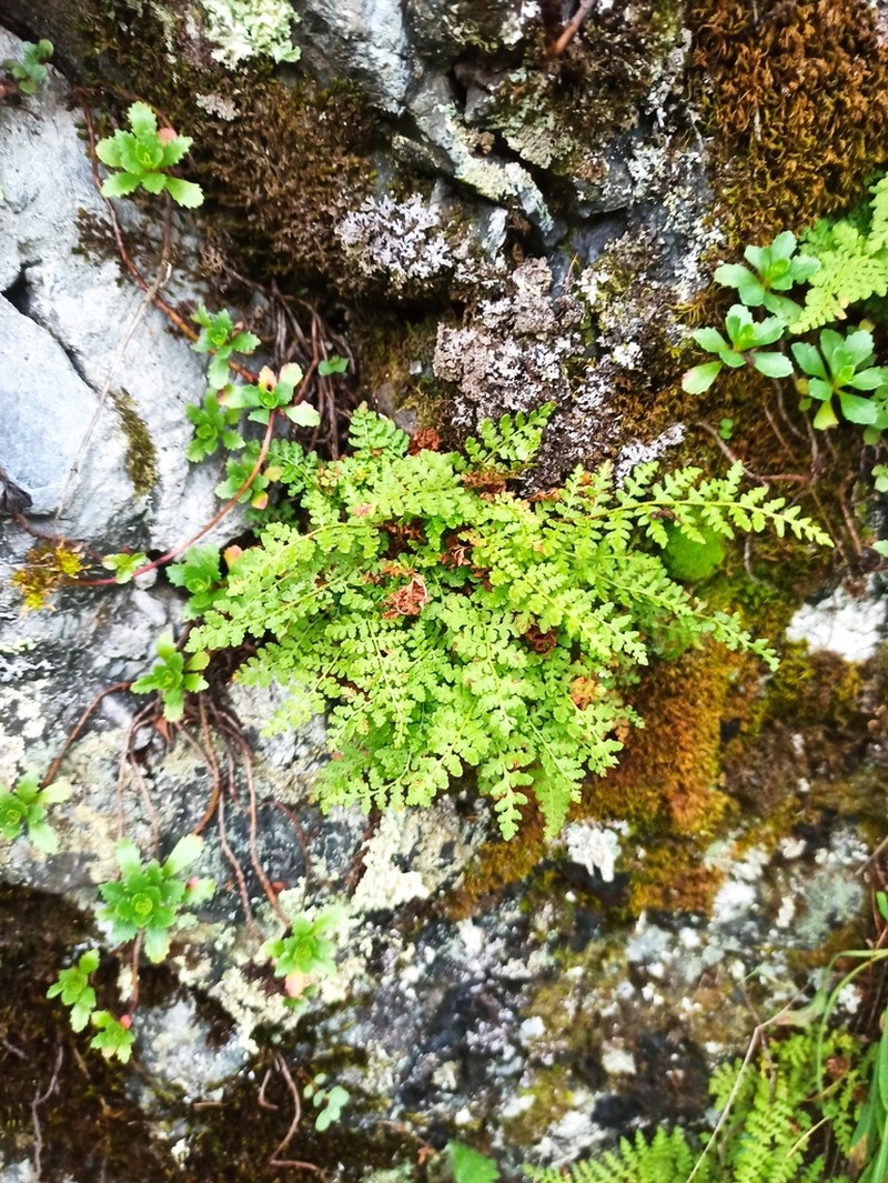 Woodsia calcarea photo 2