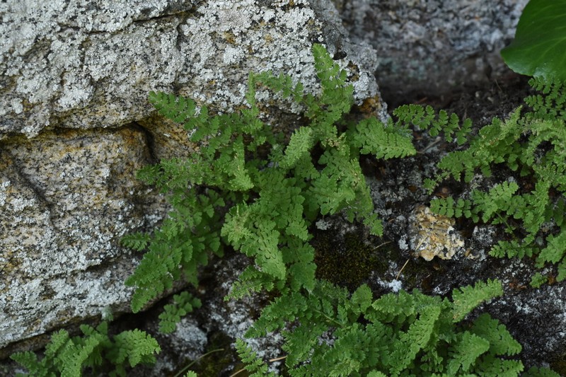 Woodsia calcarea photo 3