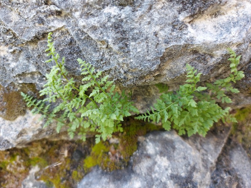 Woodsia calcarea photo 4