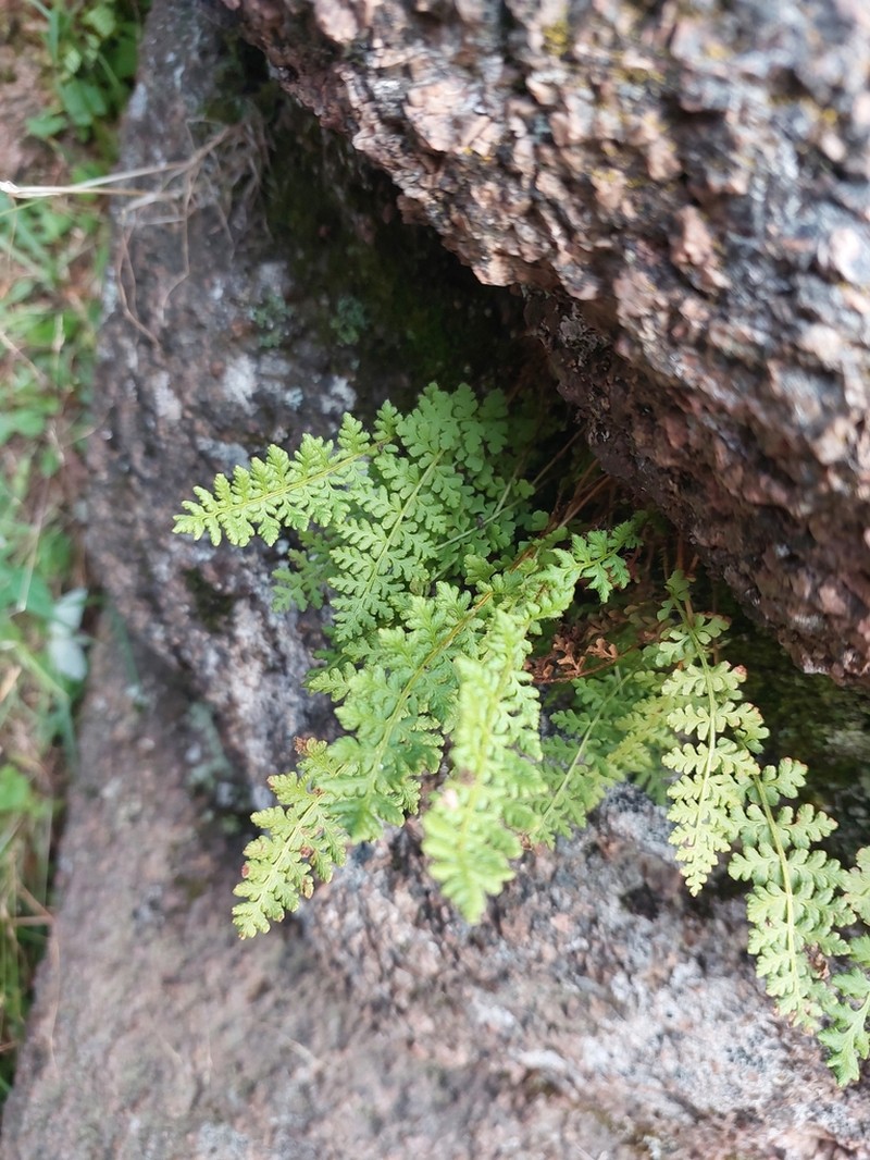 Woodsia calcarea photo 5