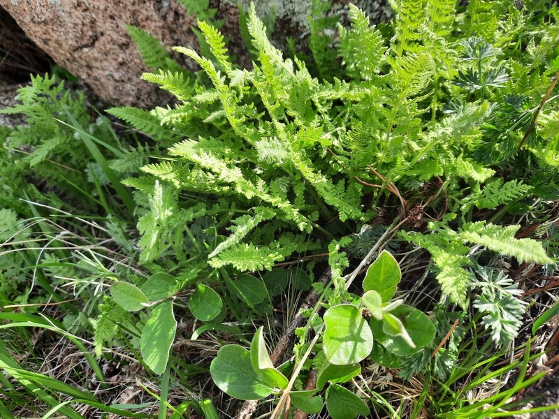 Woodsia calcarea photo 6