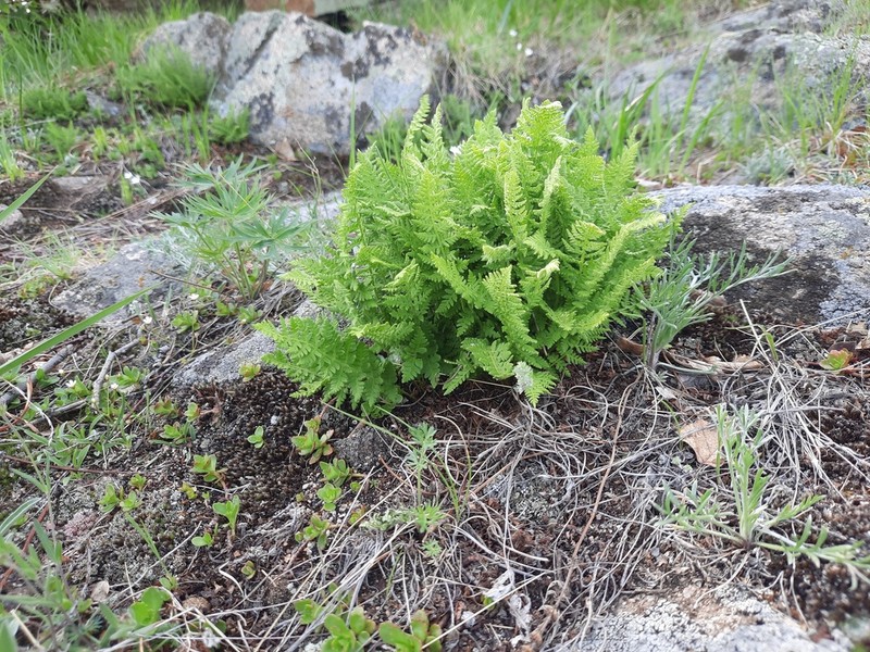 Woodsia calcarea photo 7