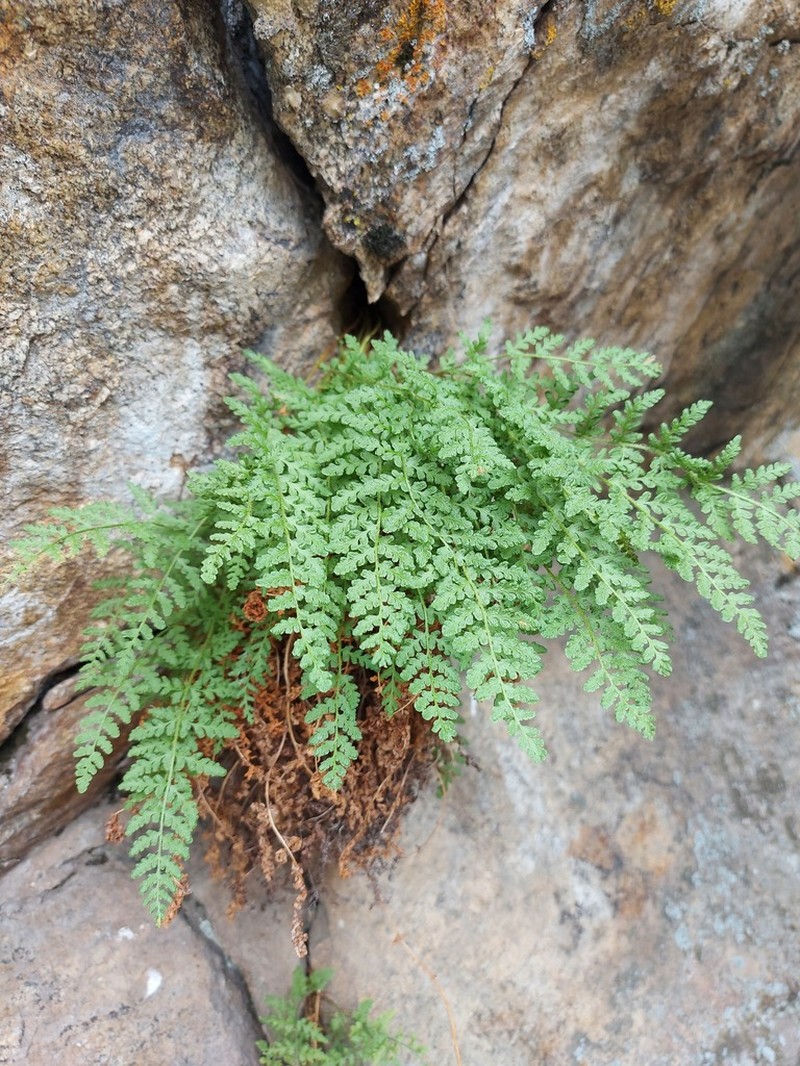 Woodsia calcarea photo 8