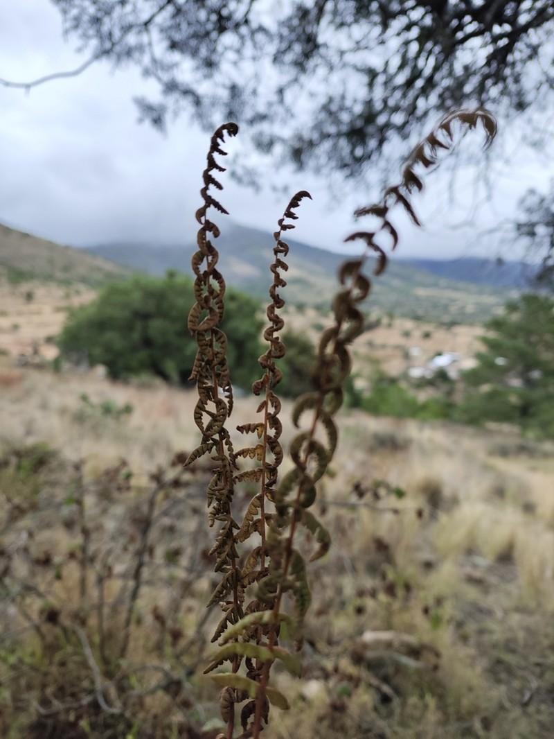 Woodsia canescens