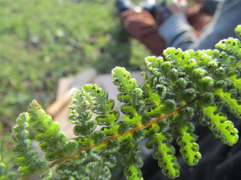 Woodsia canescens photo 2