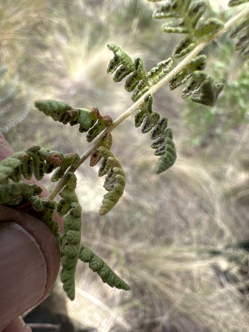 Woodsia canescens photo 3