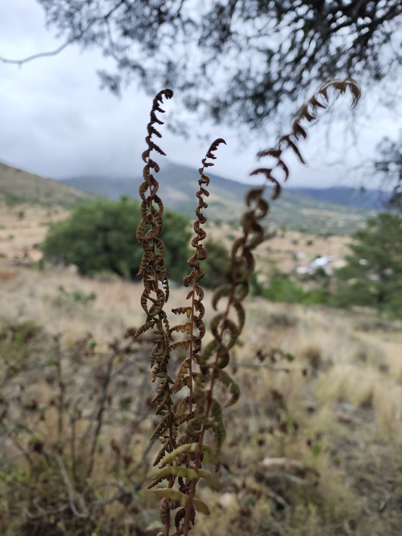 Woodsia canescens photo 4