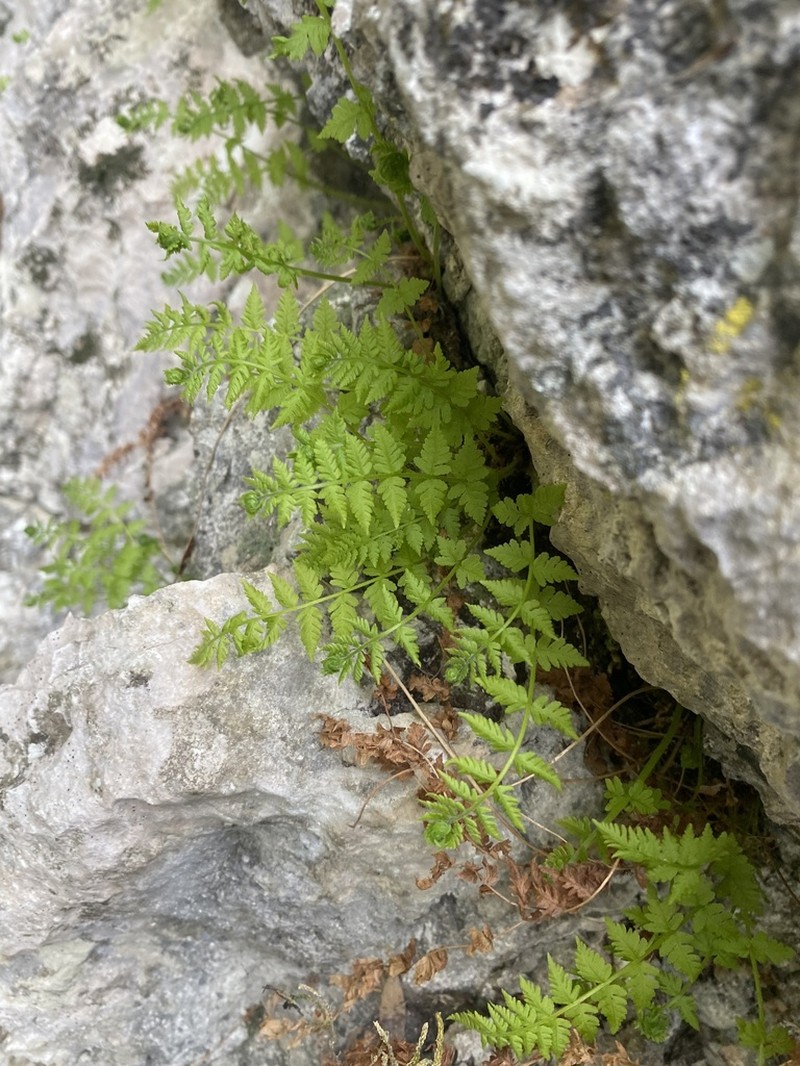 Woodsia caucasica