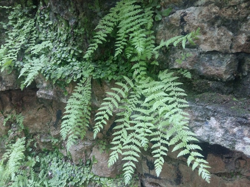 Woodsia caucasica photo 2