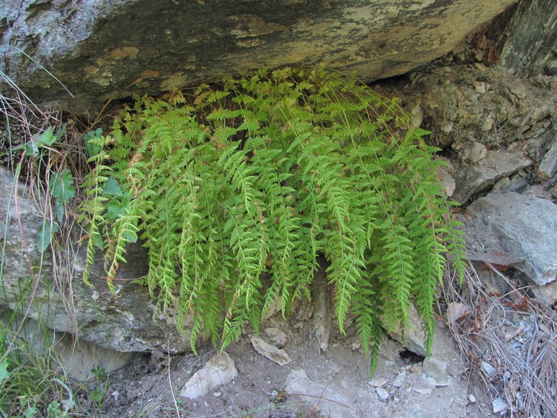 Woodsia caucasica photo 3