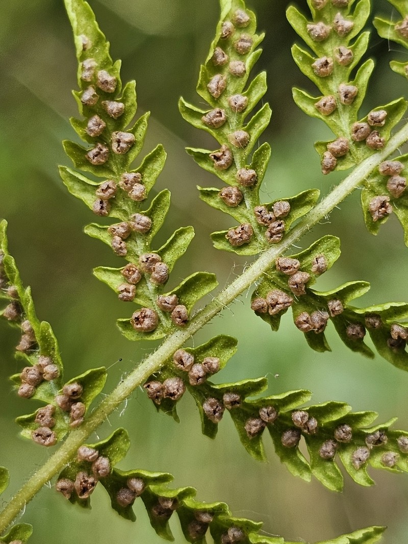 Woodsia caucasica photo 4