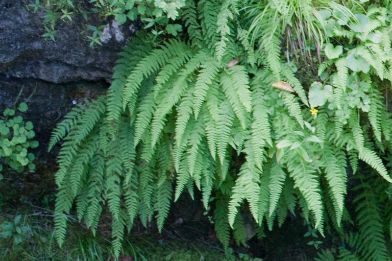 Woodsia caucasica photo 5