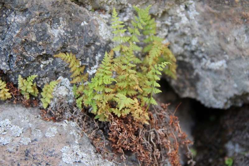 Woodsia caucasica photo 6
