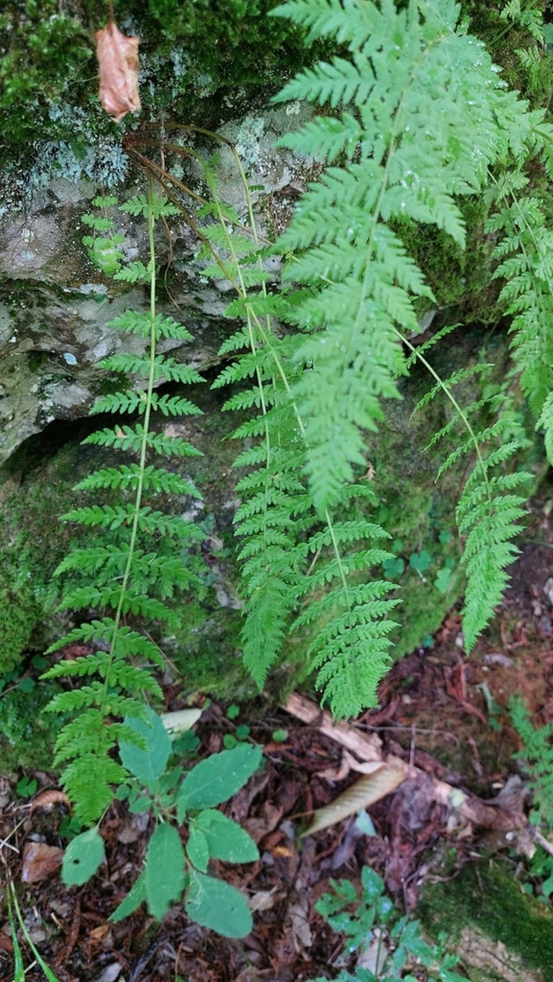 Woodsia caucasica photo 7