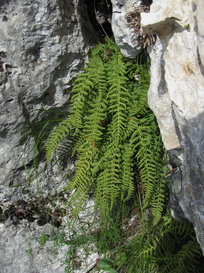 Woodsia caucasica photo 8