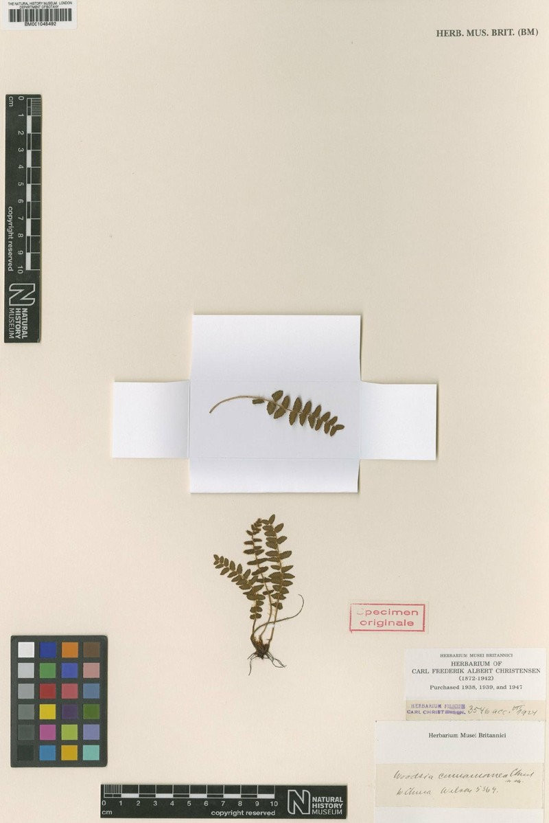 Woodsia cinnamomea