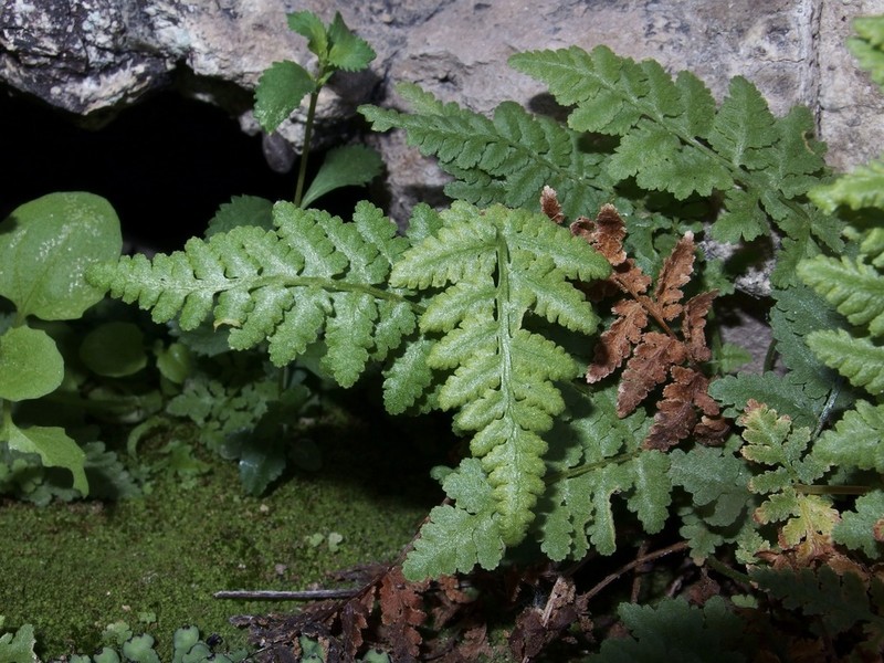 Cochise Cliff Fern photo 3