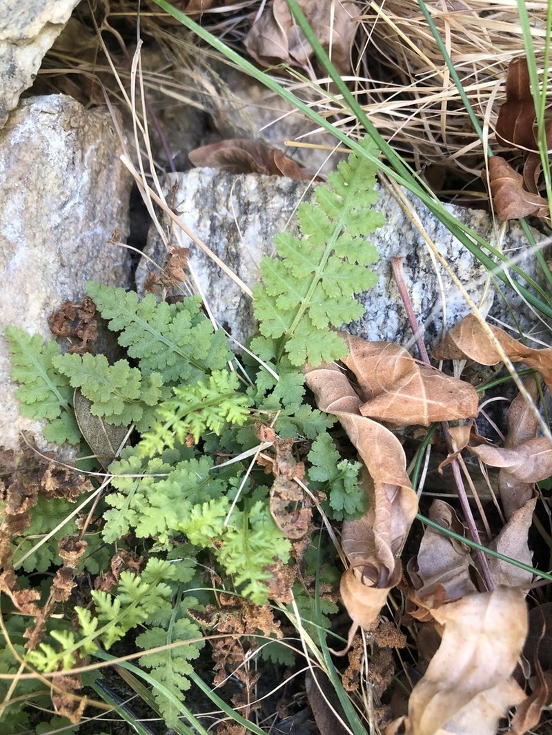 Cochise Cliff Fern photo 5