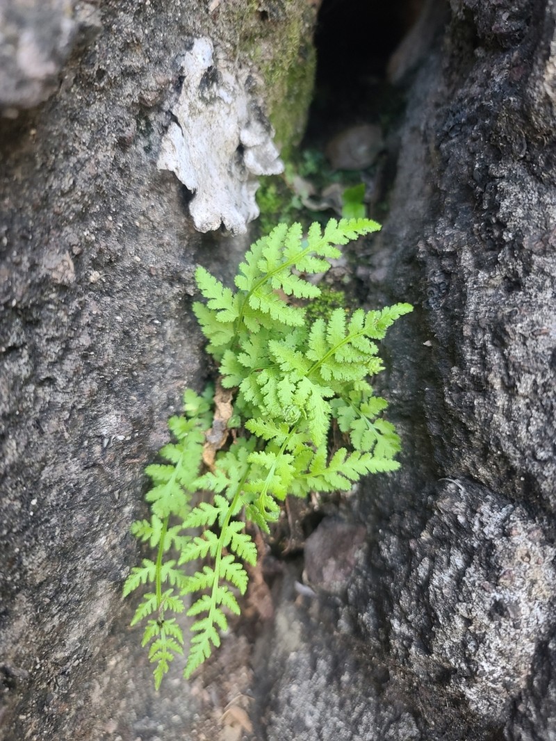 Cochise Cliff Fern photo 6