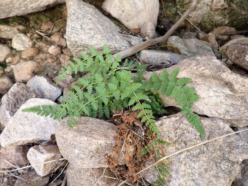 Cochise Cliff Fern photo 8