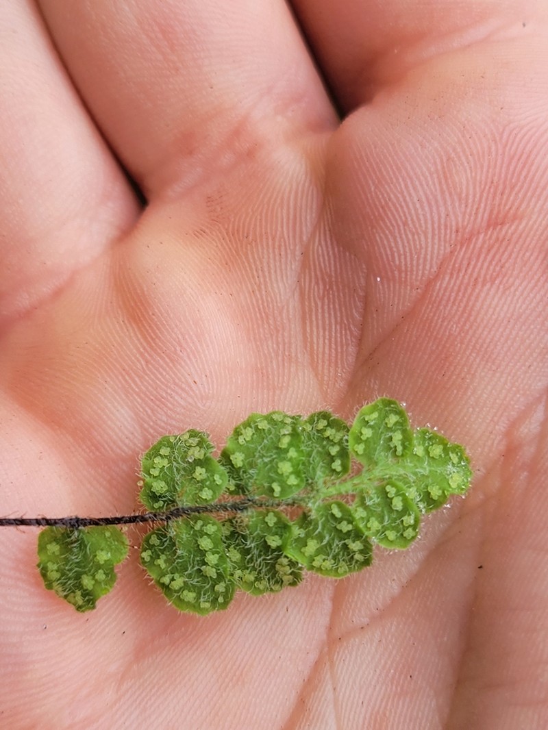 Woodsia cycloloba