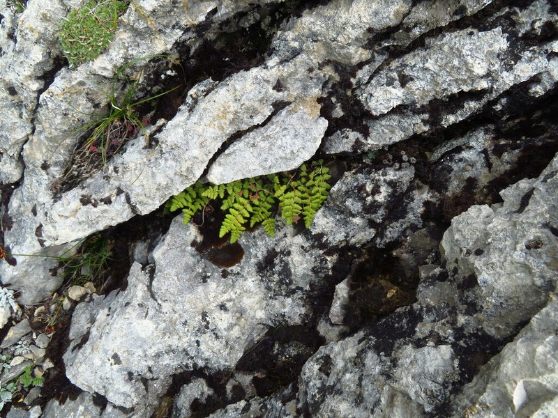 Woodsia cycloloba photo 2