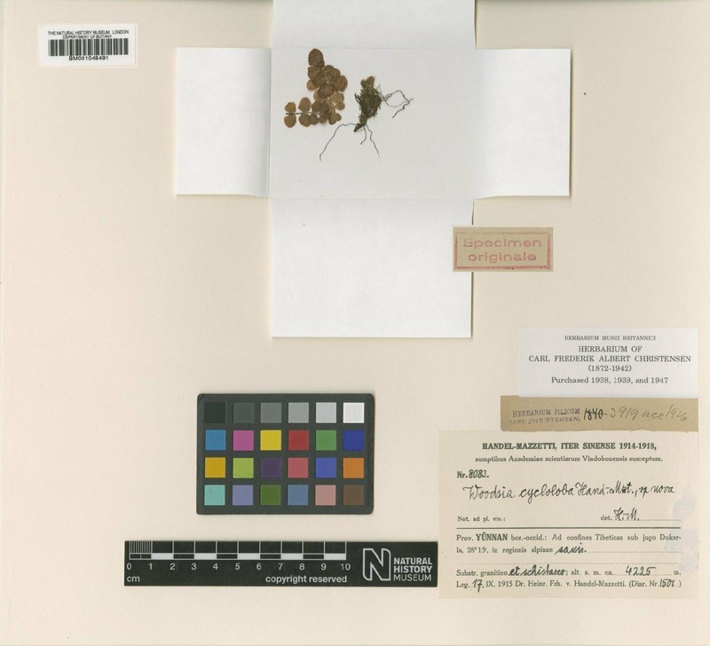 Woodsia cycloloba photo 3