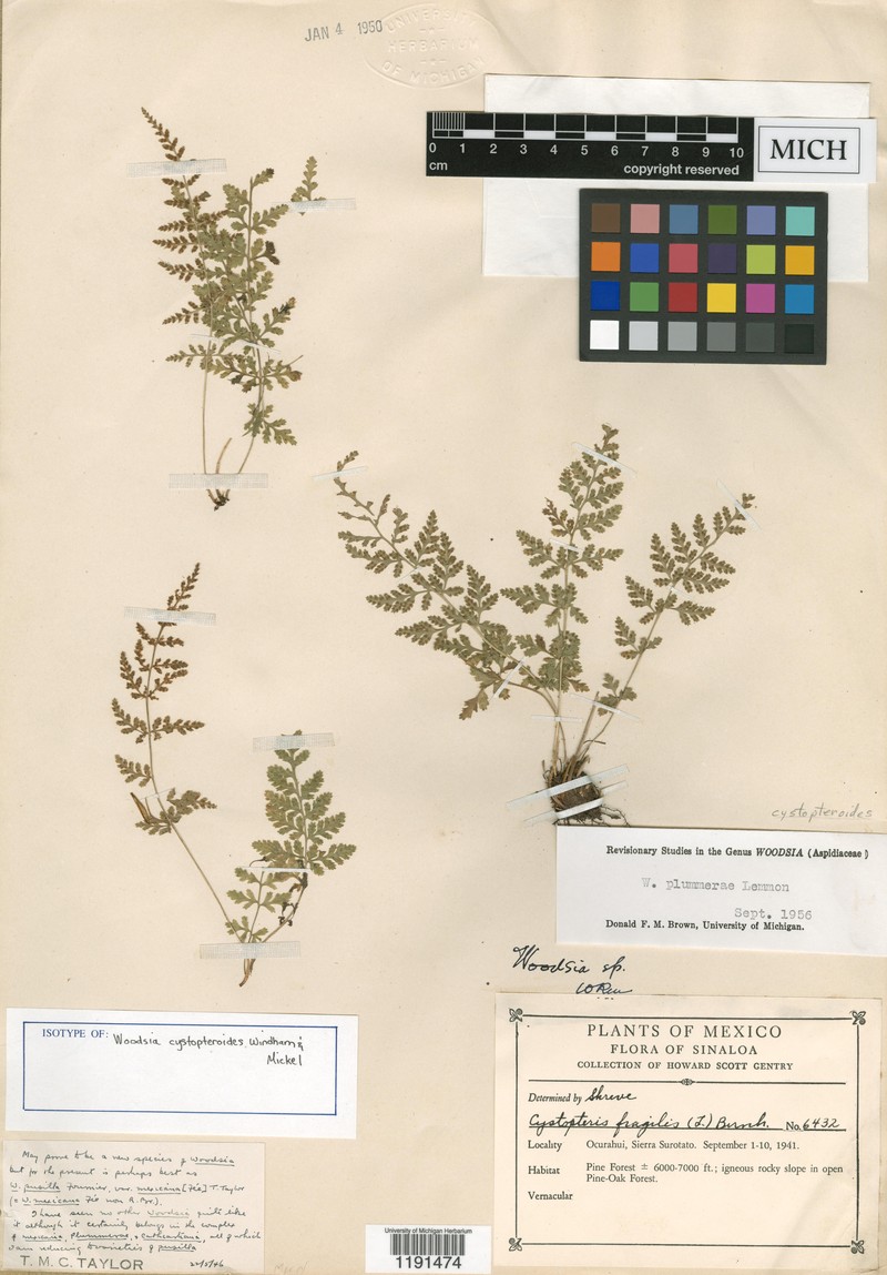 Woodsia cystopteroides photo 2