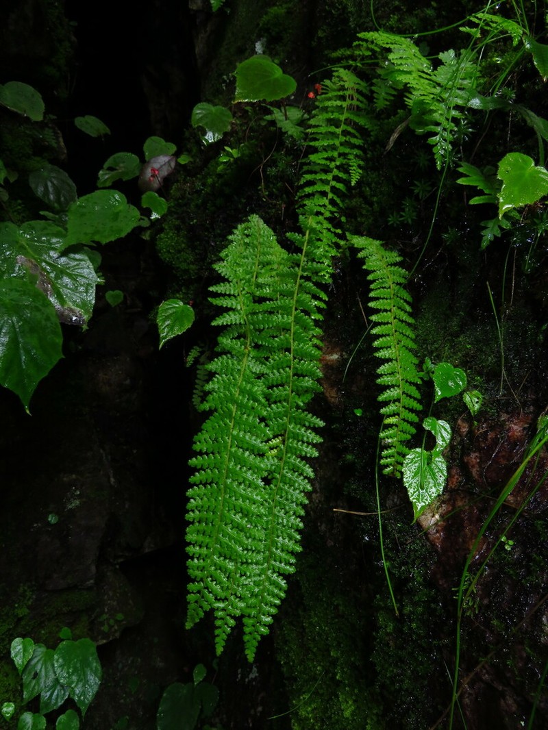 Woodsia elongata