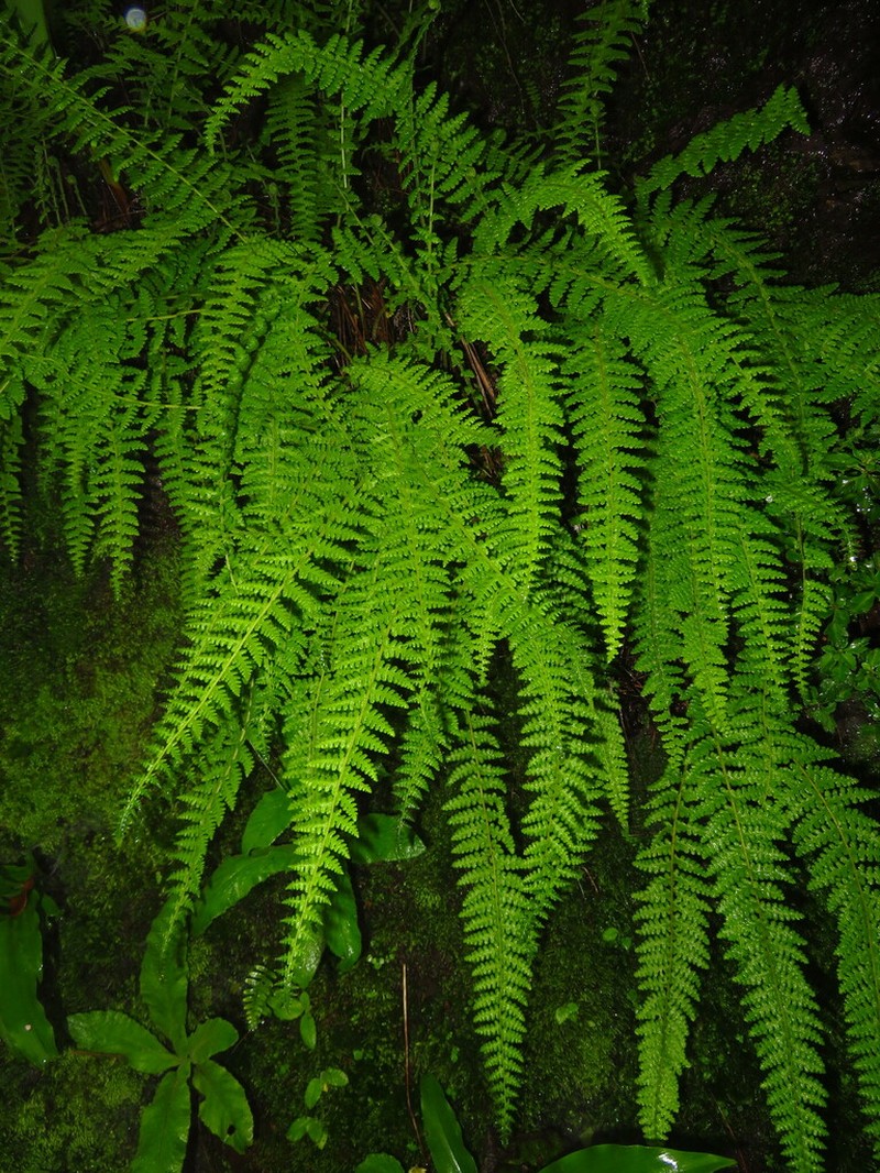 Woodsia elongata photo 2