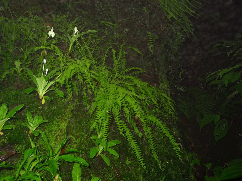 Woodsia elongata photo 3