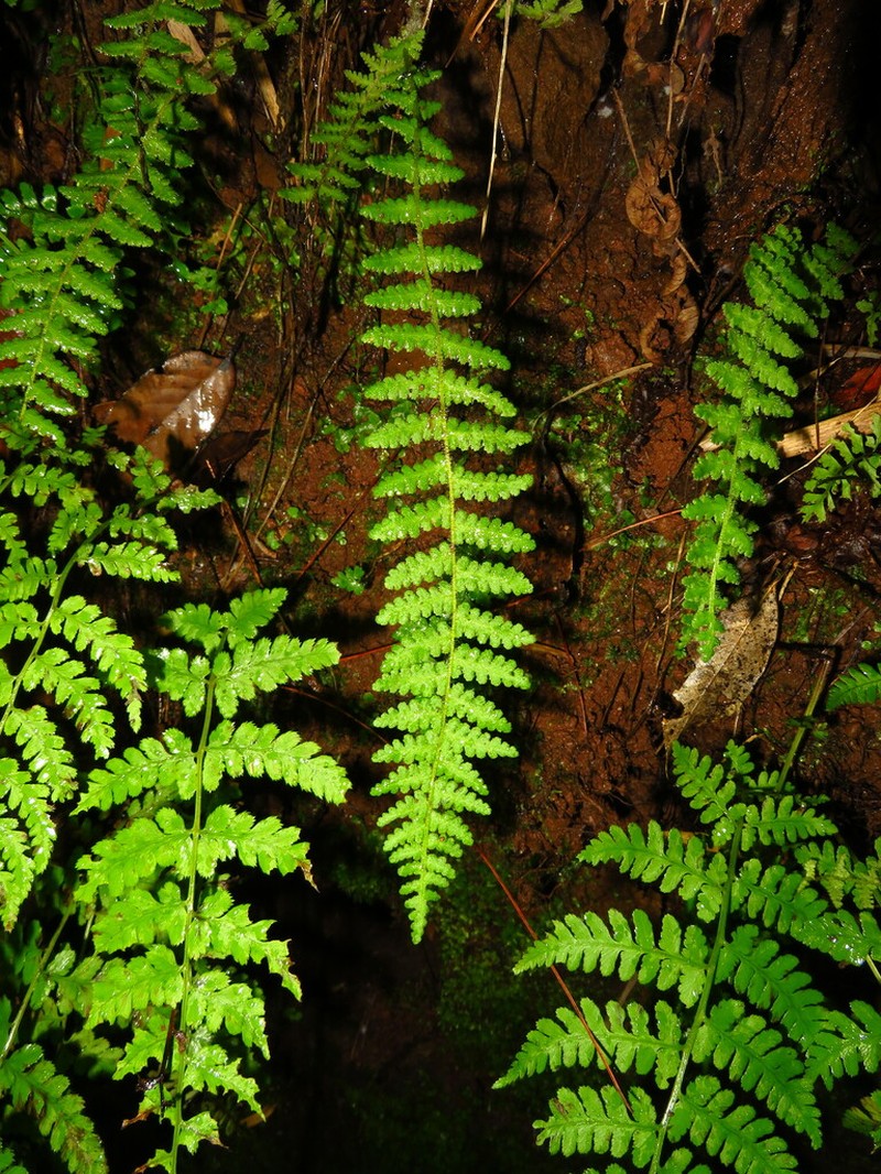 Woodsia elongata photo 4
