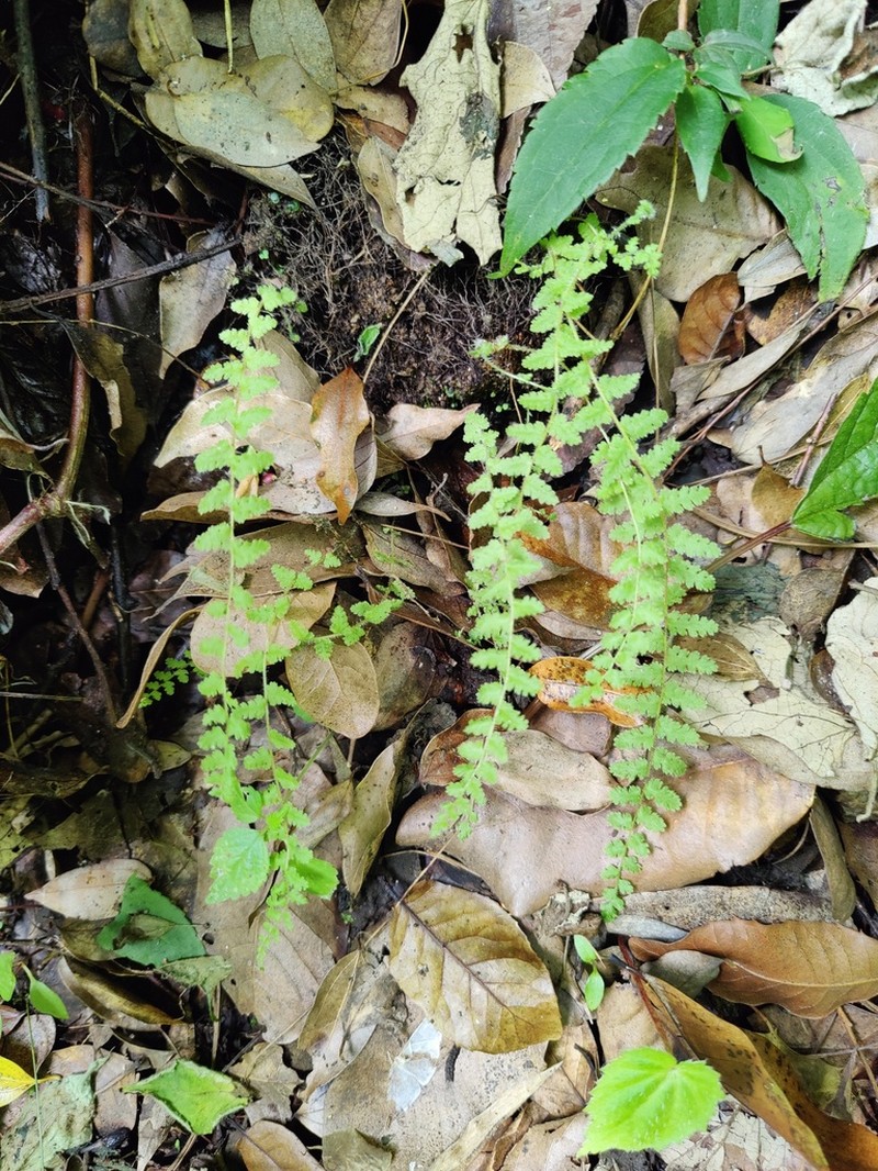 Woodsia elongata photo 5