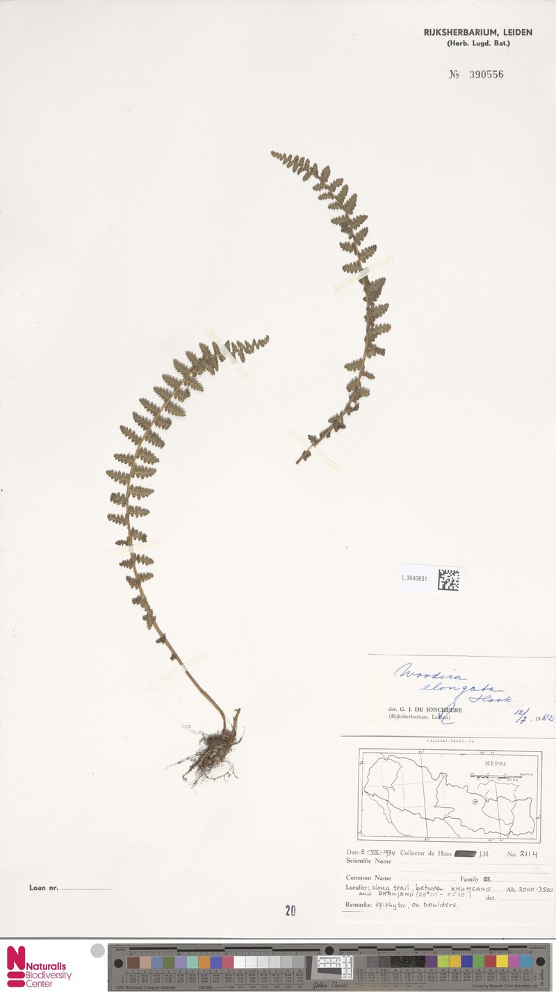 Woodsia elongata photo 6