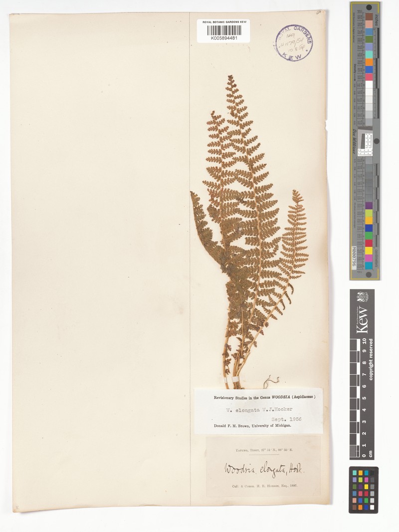 Woodsia elongata photo 7