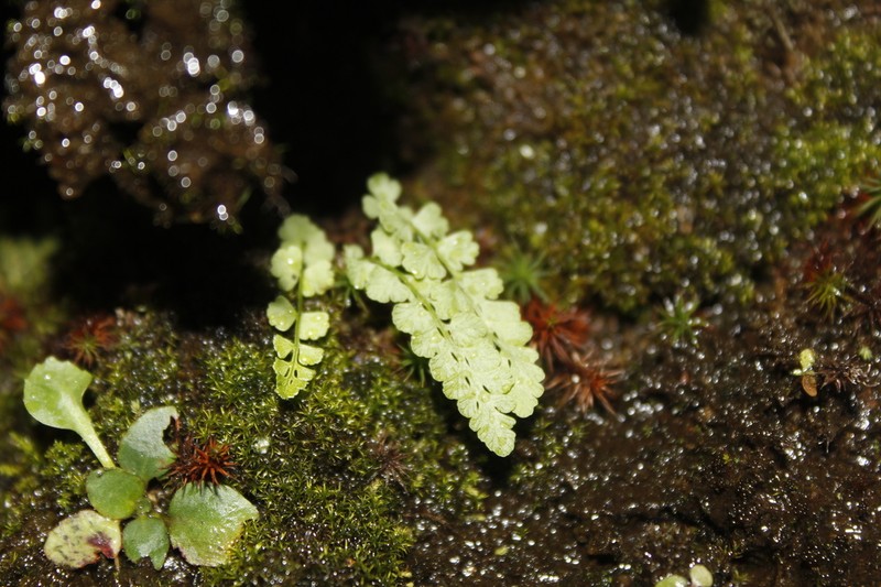 Smooth Woodsia photo 2