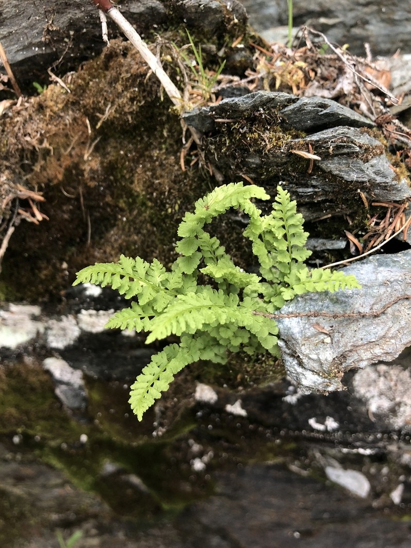 Smooth Woodsia photo 3