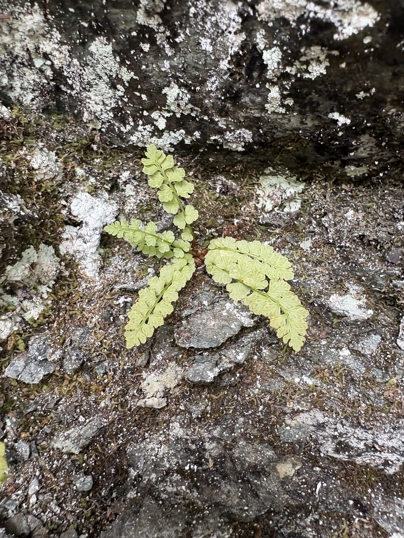 Smooth Woodsia photo 4