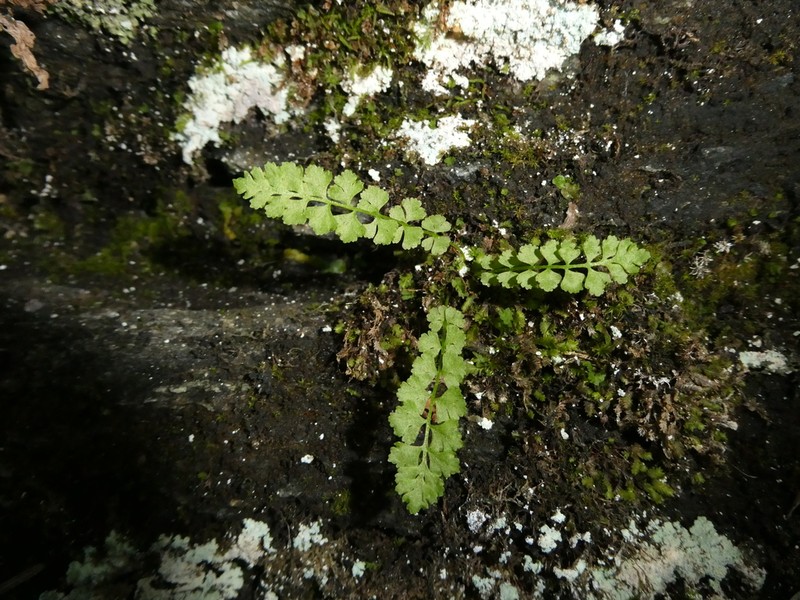 Smooth Woodsia photo 5