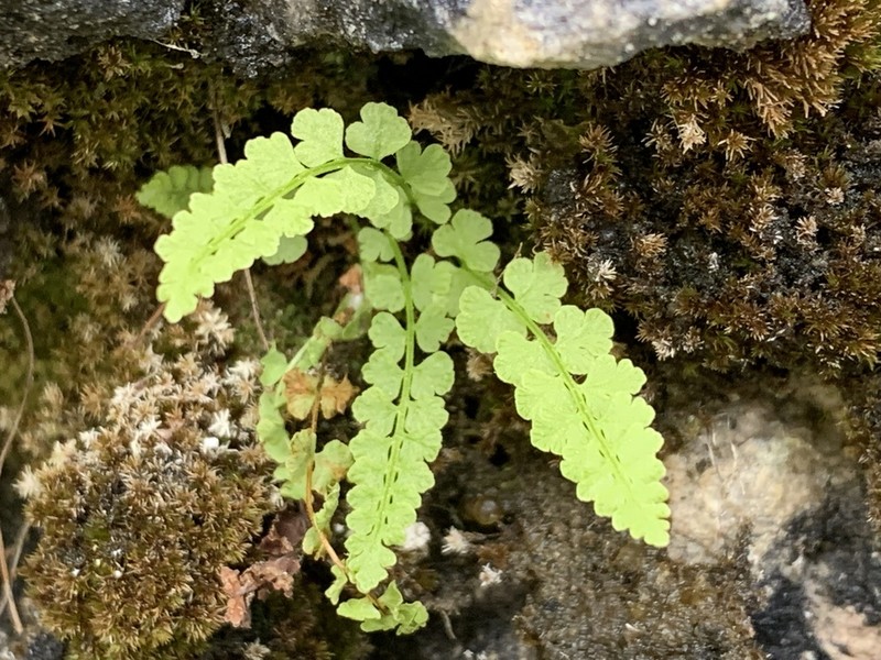 Smooth Woodsia photo 6