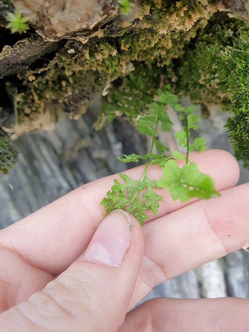 Smooth Woodsia photo 7