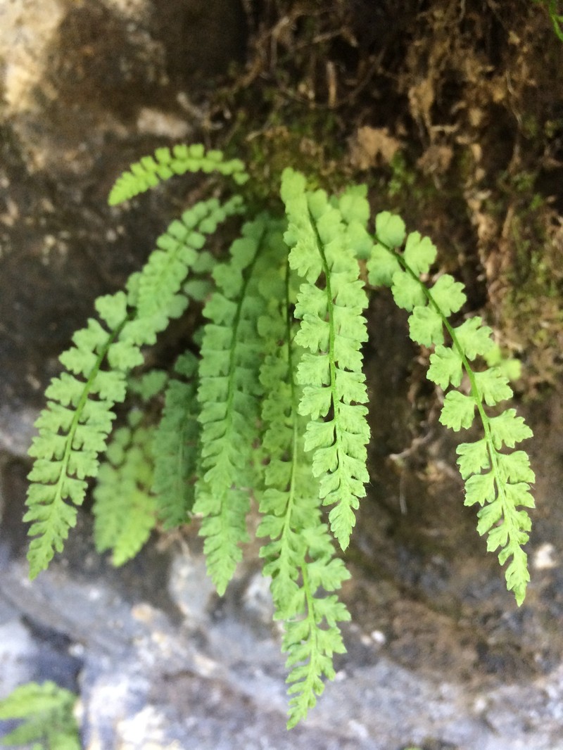 Smooth Woodsia